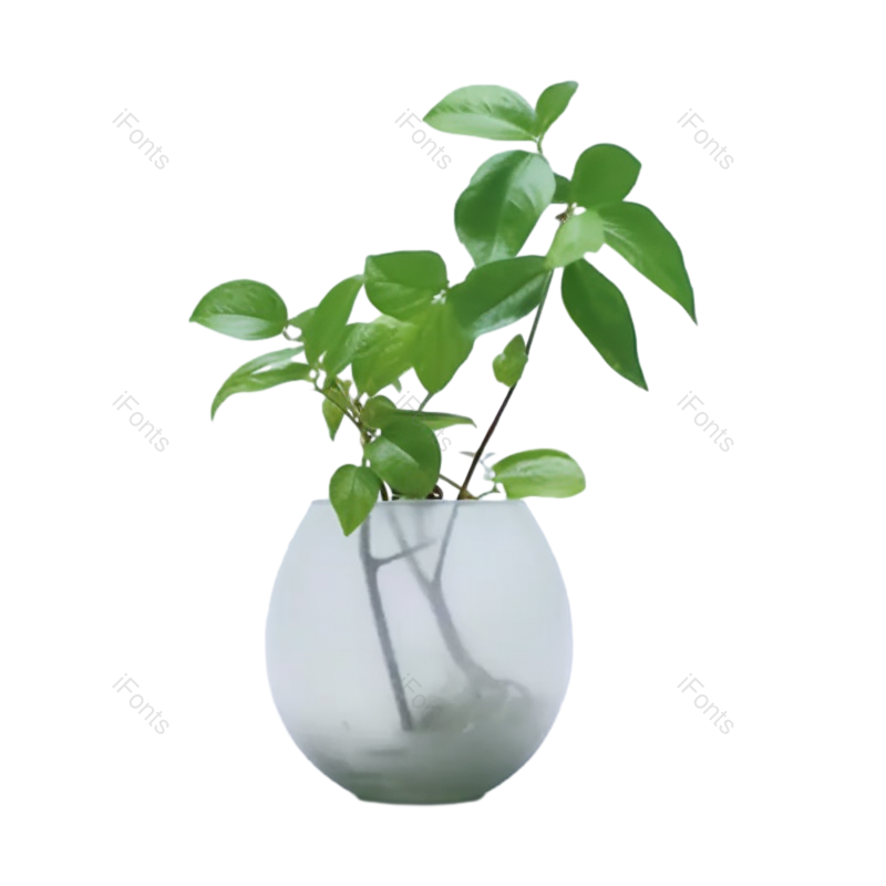 叶子图片,摄影元素,白色背景PNG,简单免抠素材